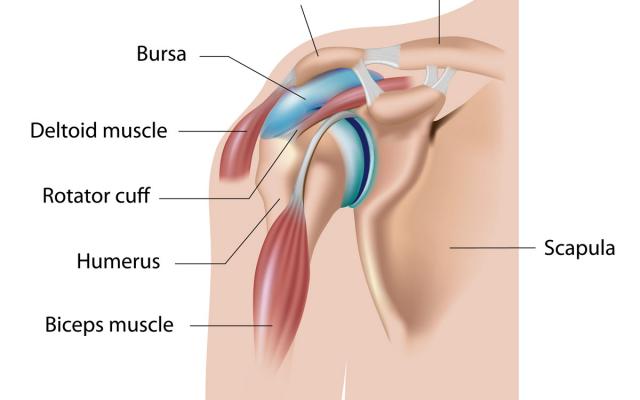 Anatomía del hombro