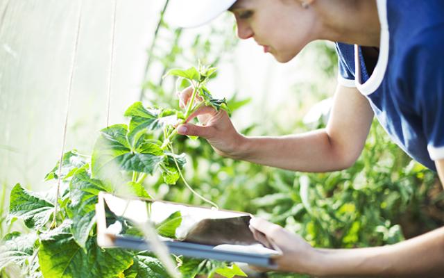 Mujer atendiendo su huerta