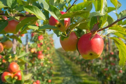 Un campo de cultivo de manzanas